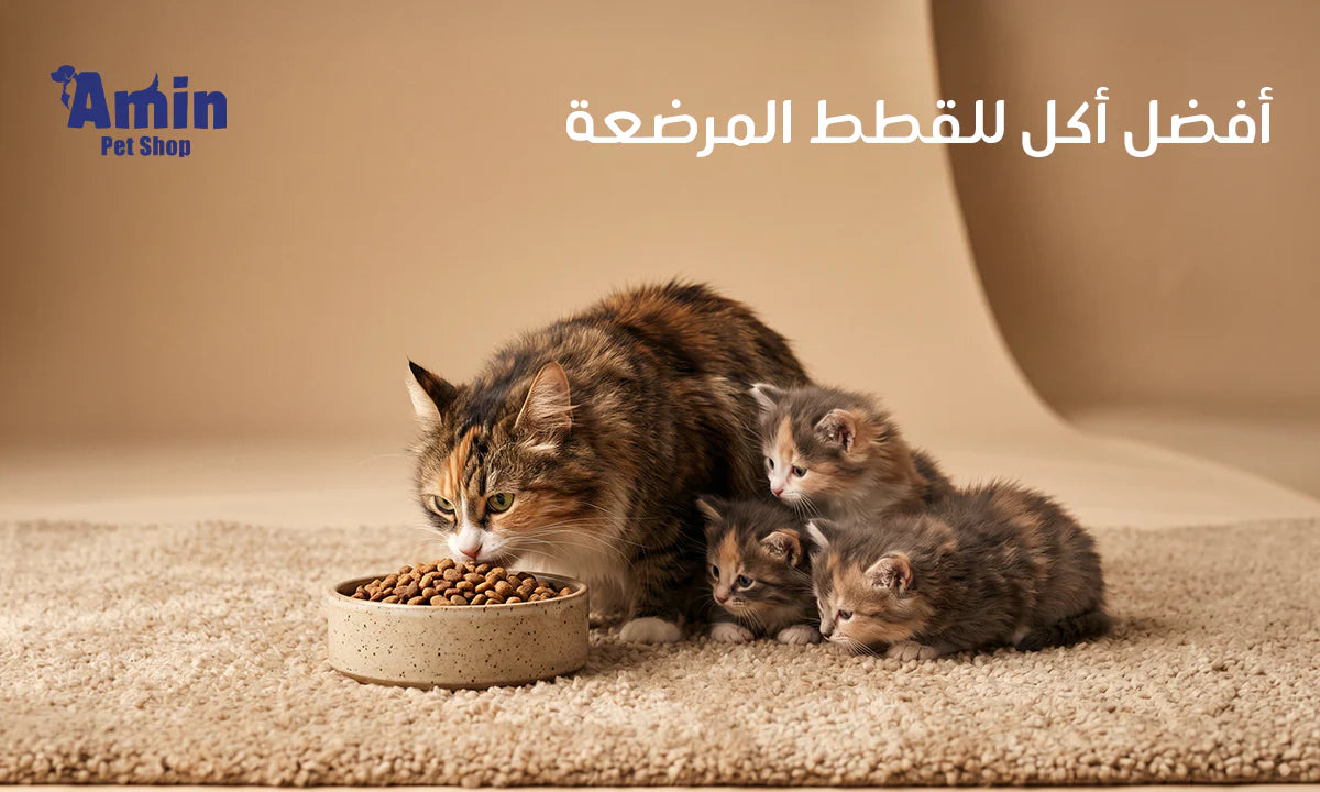 أفضل أكل للقطط المرضعة
