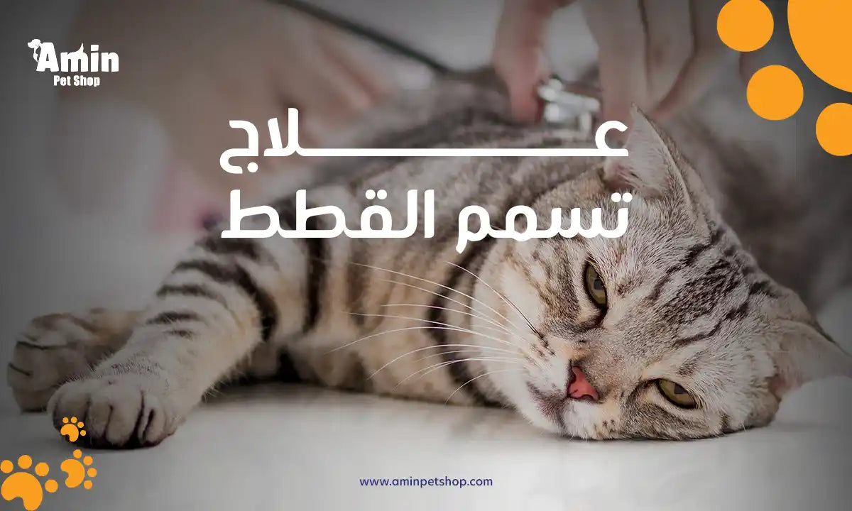 علاج تسمم القطط
