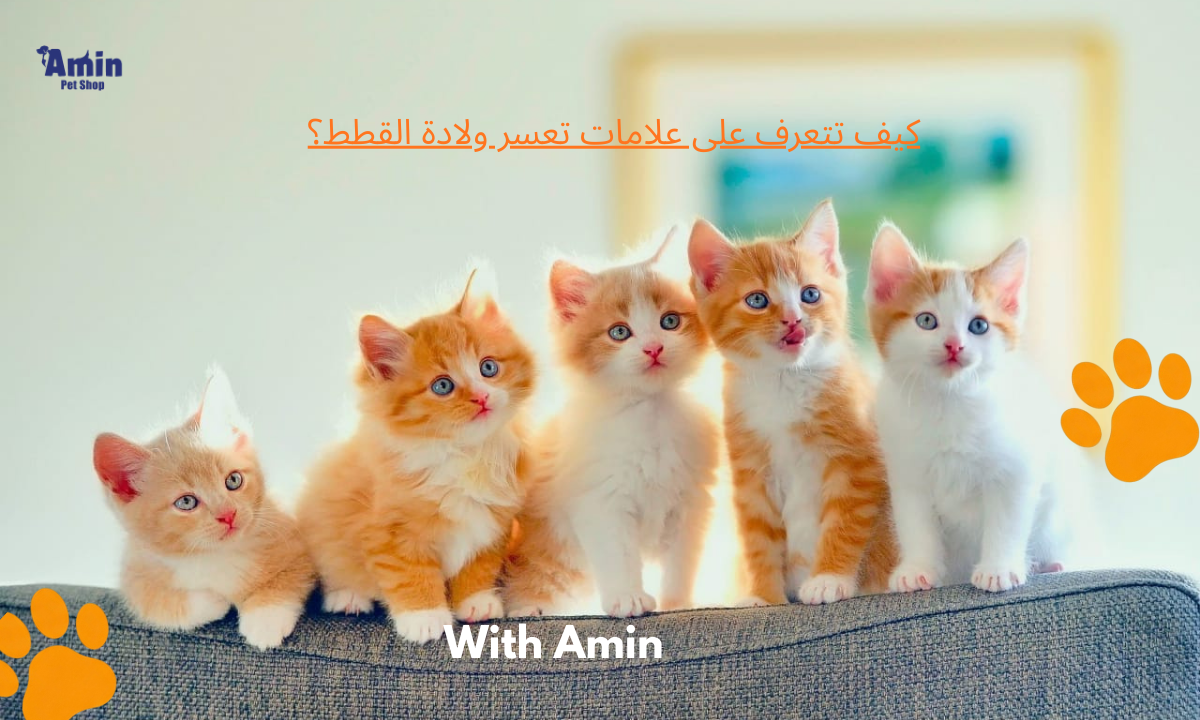 كيف تتعرف على علامات تعسر ولادة القطط؟