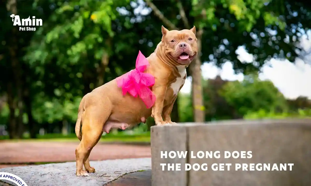 how long are dogs pregnant