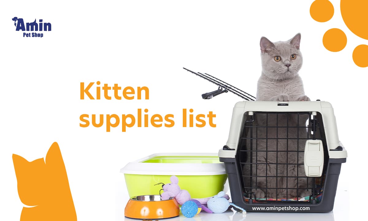 Kitten Supplies List Everything you need to know