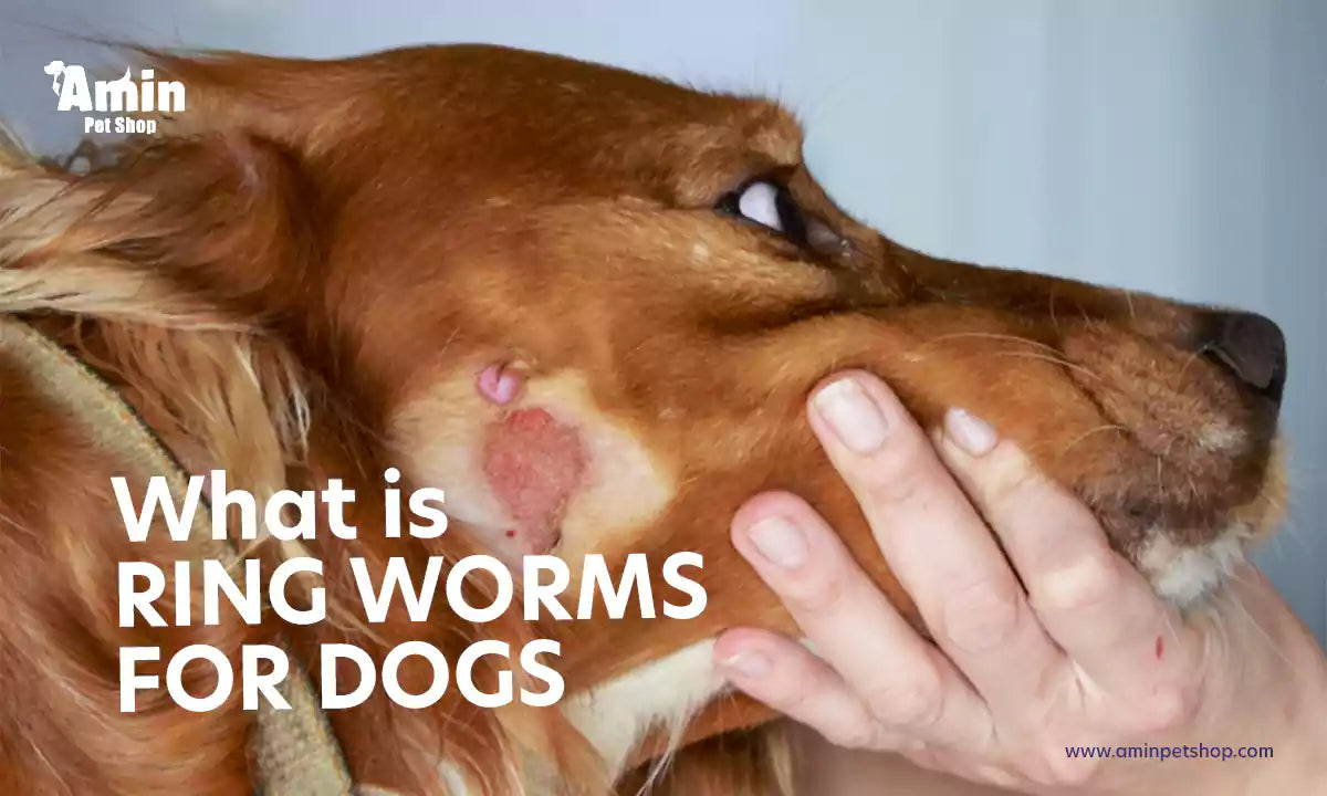 ring worms for dogs: prevention, diagnosis, and treatment guide