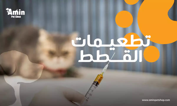 تطعيمات القطط: دليل شامل لحماية قطتك من الأمراض