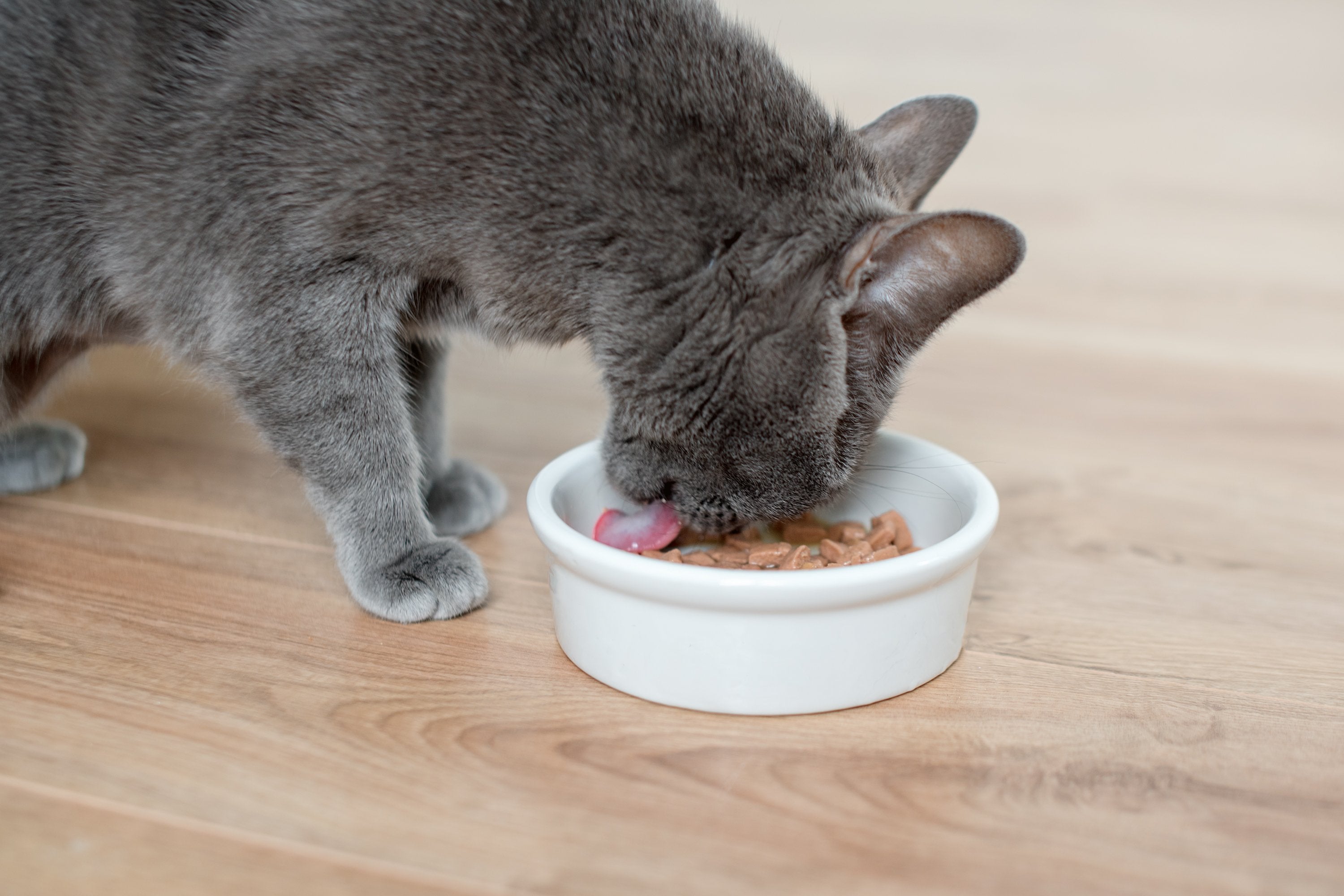 Cat Wet Food Delicious and Nourishing Meals for Your Cat