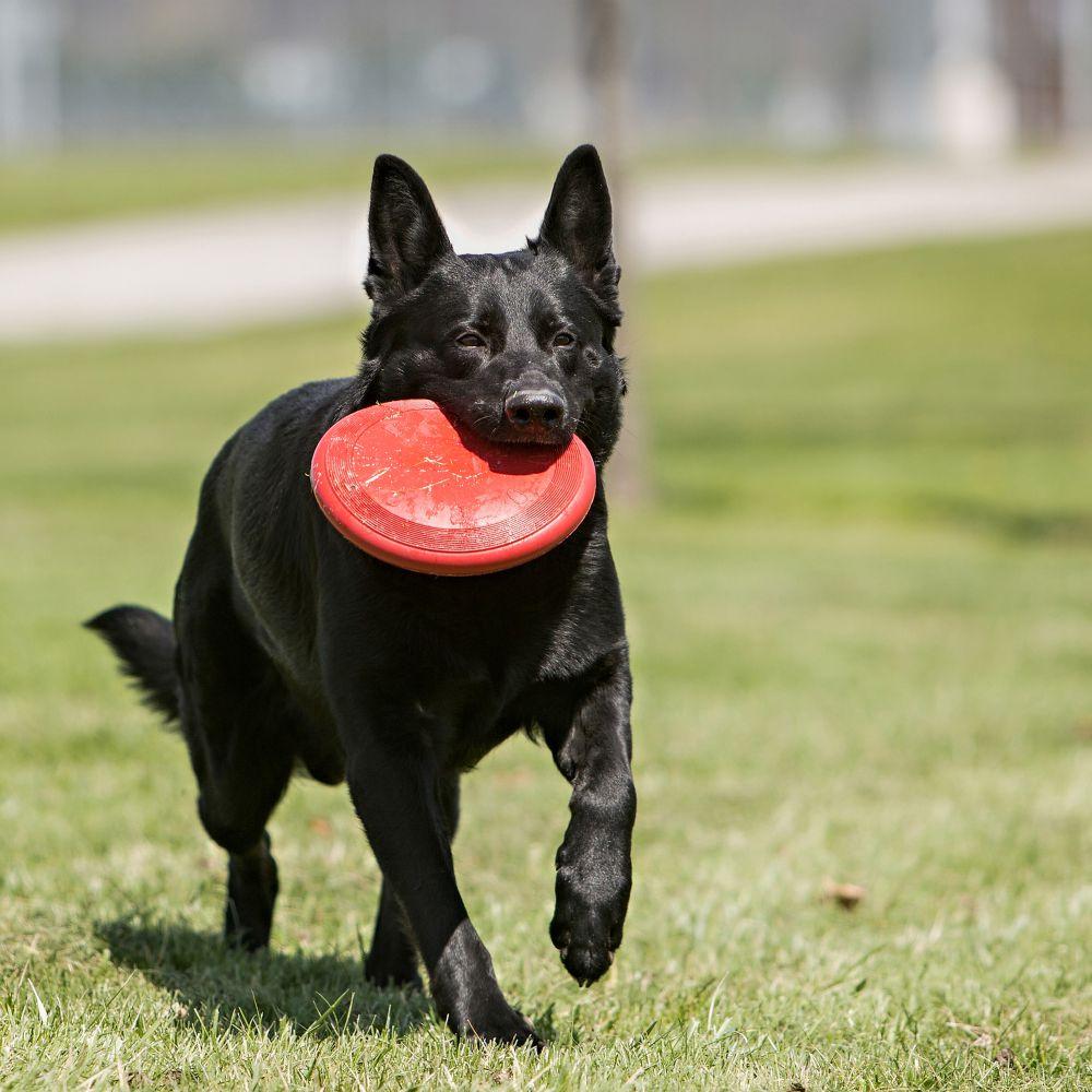 KONG® Flyer Large - Amin Pet Shop