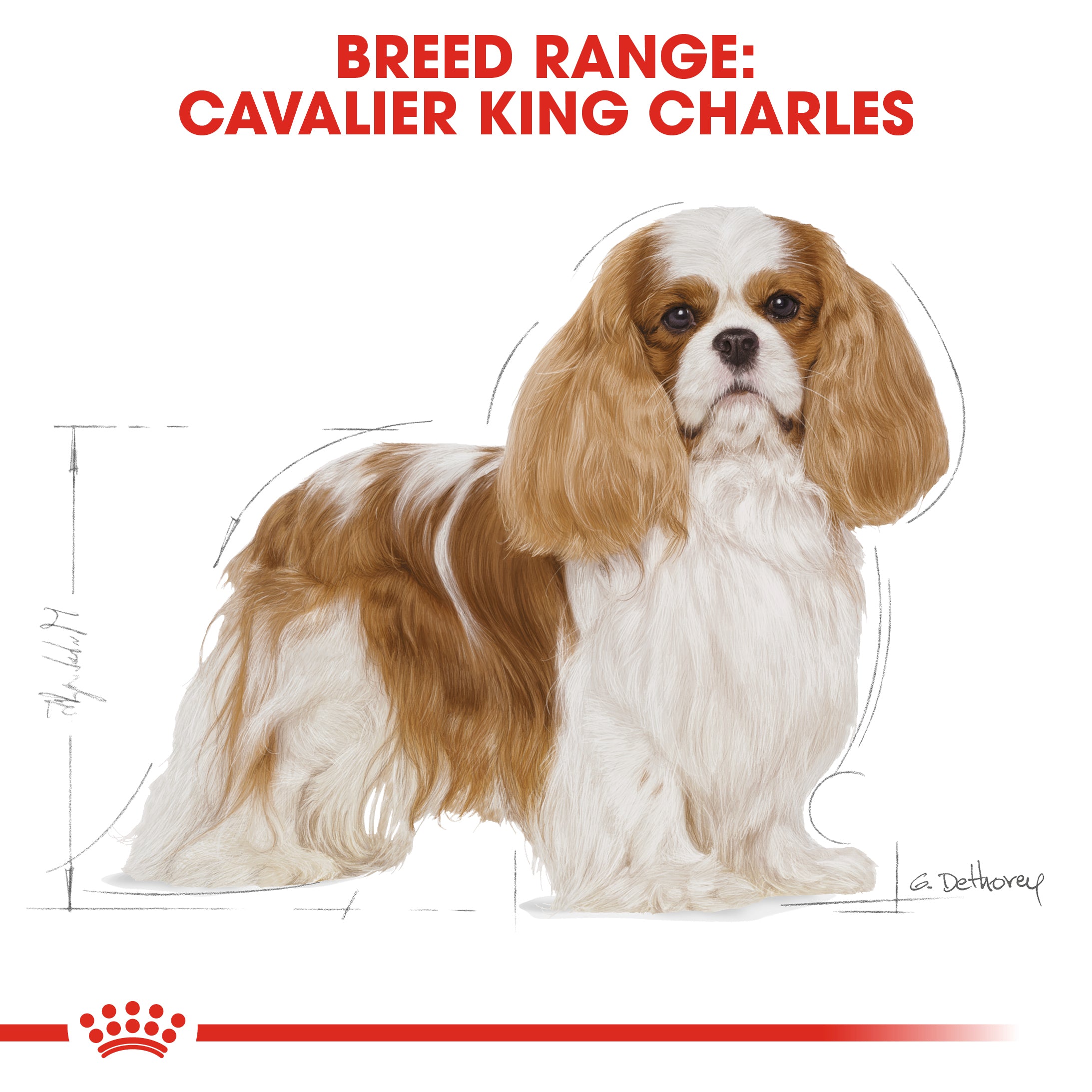 Royal Canin Cavalier King Charles Adult (3KG) - Dry food for adult dogs over 10 months