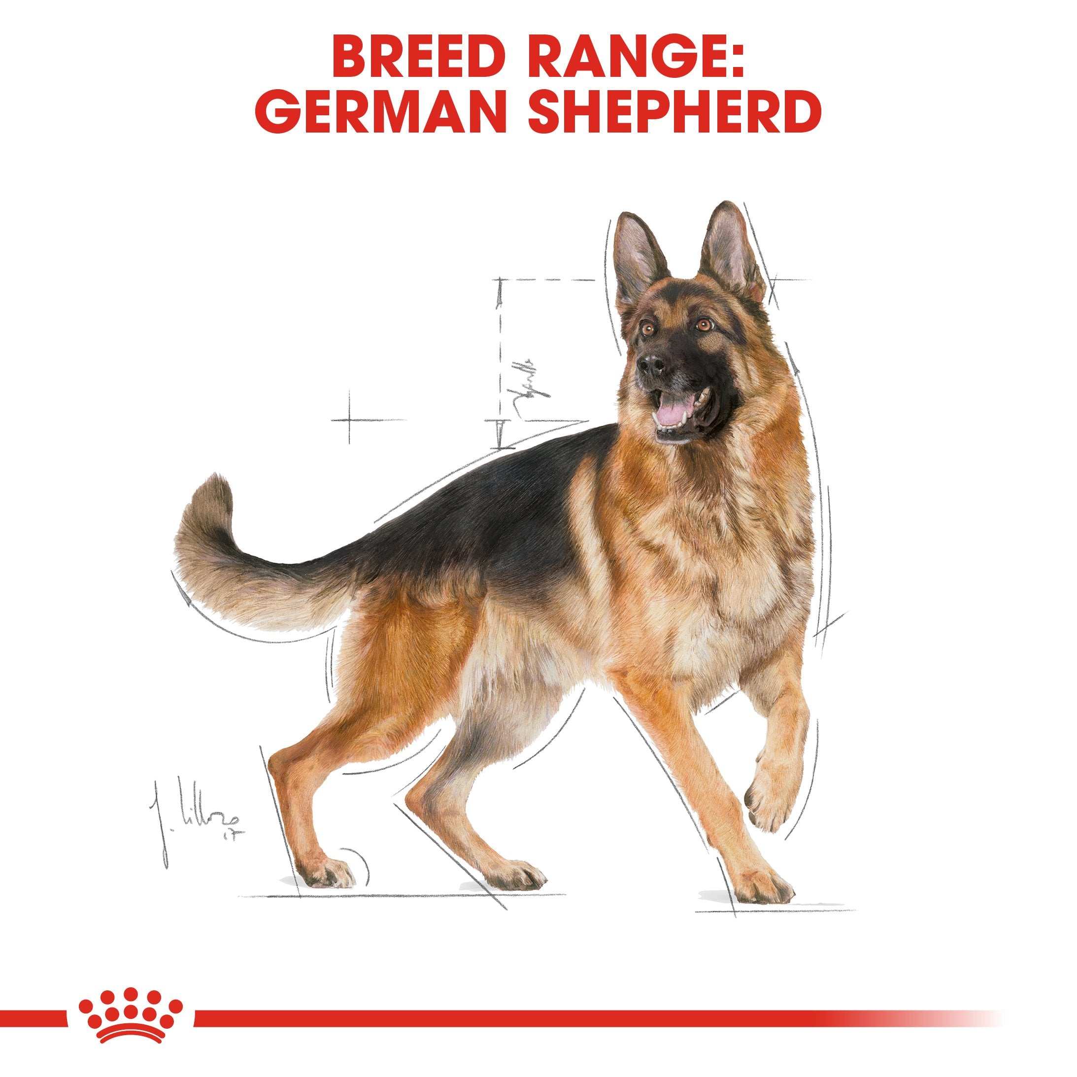 Royal Canin German Shepherd Adult (3 KG) - Dry food for adult dogs over 15 months - Amin Pet Shop