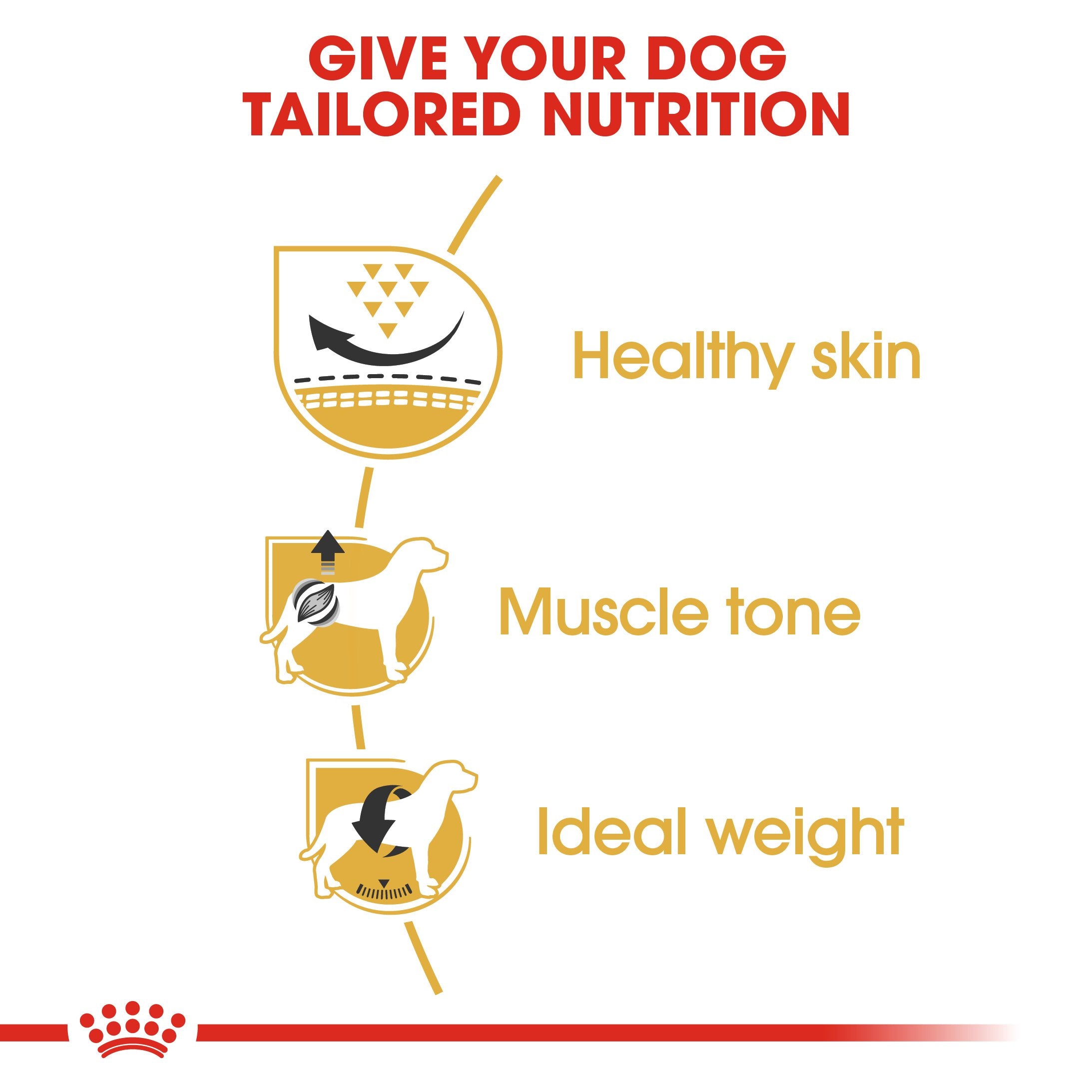 Royal Canin Pug Adult (1.5KG) - Dry food for adult dogs over 10 months old - Amin Pet Shop