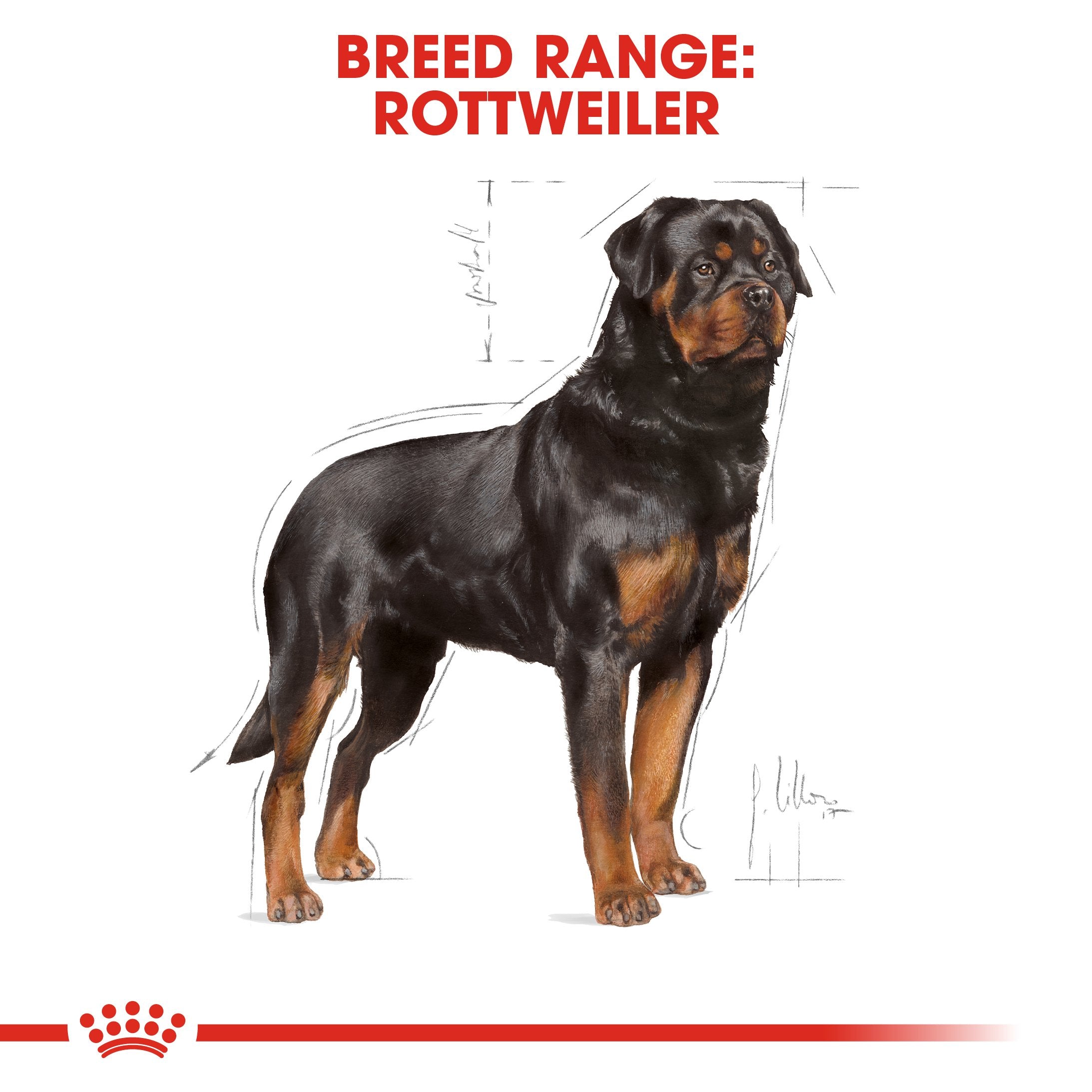 Royal Canin Rottweiler Adult (17 KG) - Dry food for adult dogs over 18 months - Amin Pet Shop