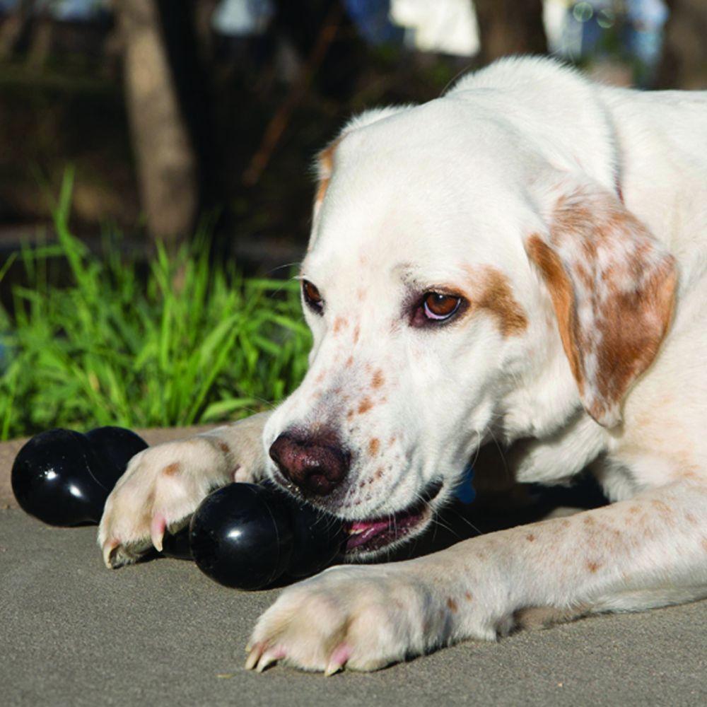 KONG® Extreme Goodie Bone™ - Amin Pet Shop