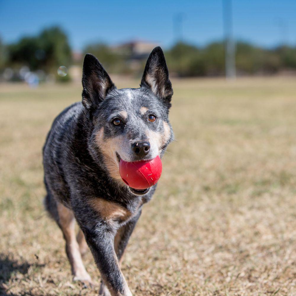 KONG® Ball Medium/Large - Amin Pet Shop