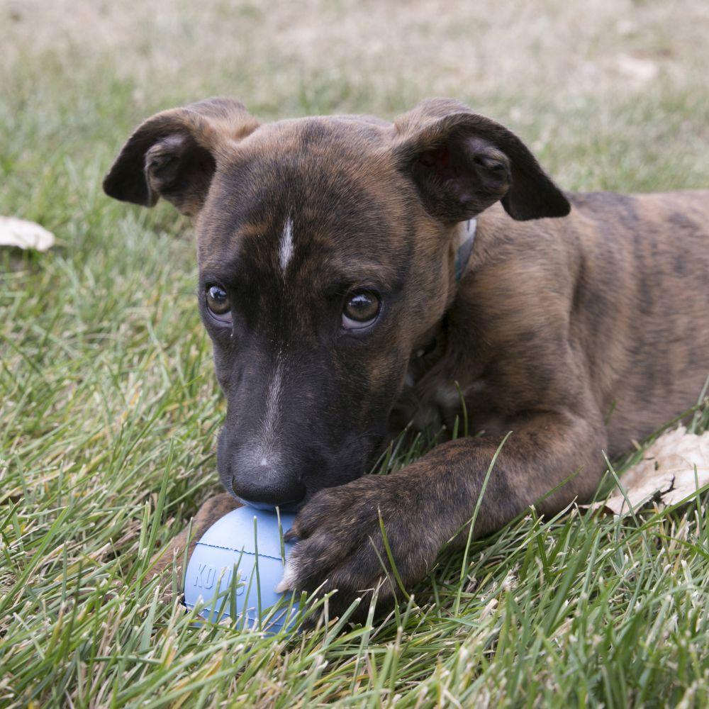 KONG® Puppy Ball - Amin Pet Shop