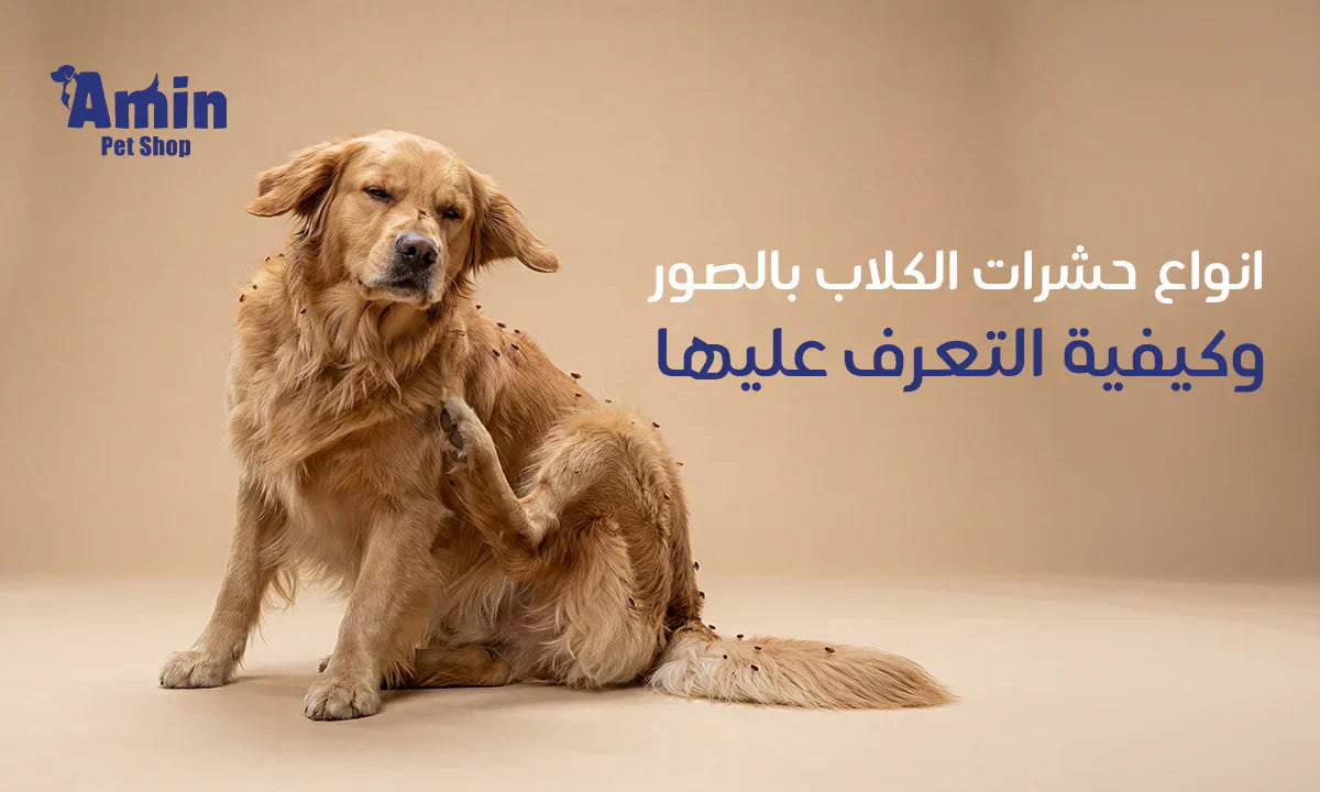 حشرات الكلاب بالصور