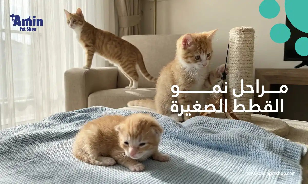 مراحل نمو القطط الصغيرة: دليل كامل من الولادة حتى البلوغ