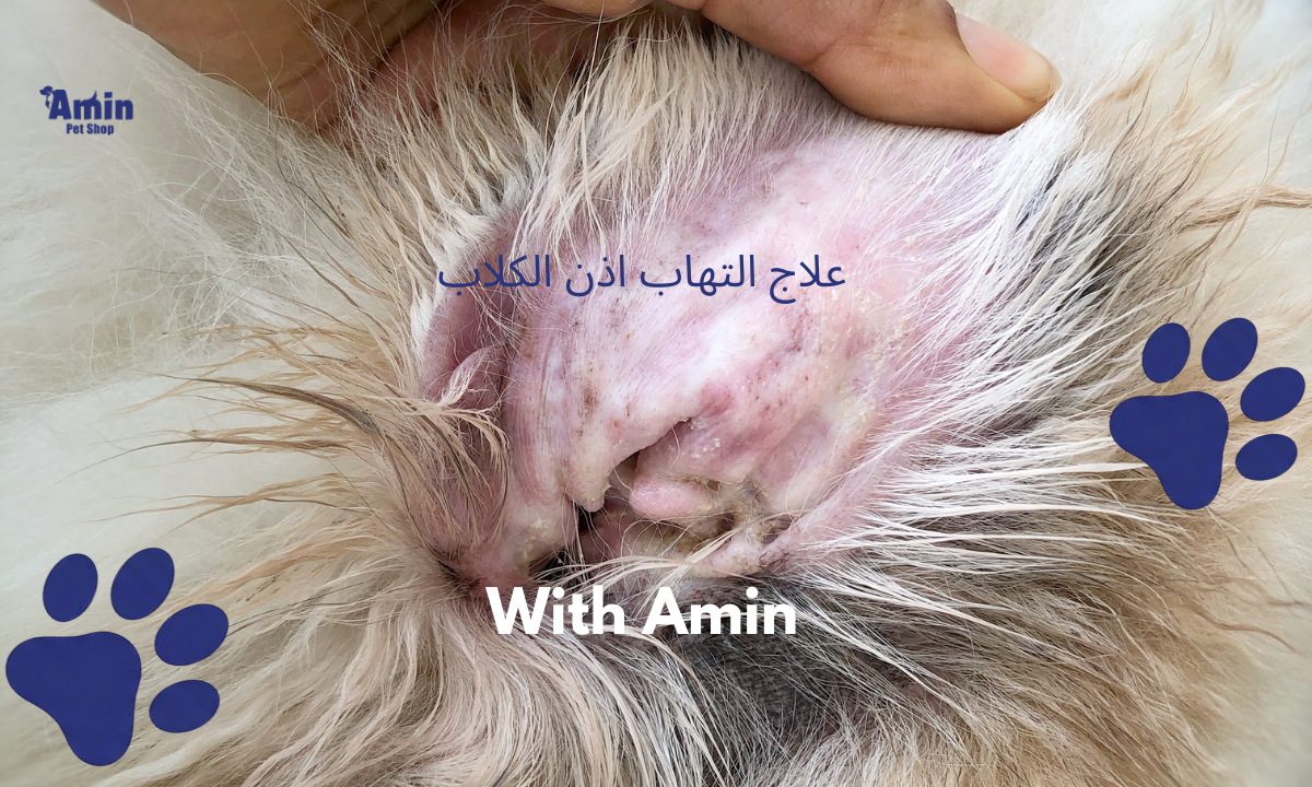 علاج التهاب اذن الكلاب