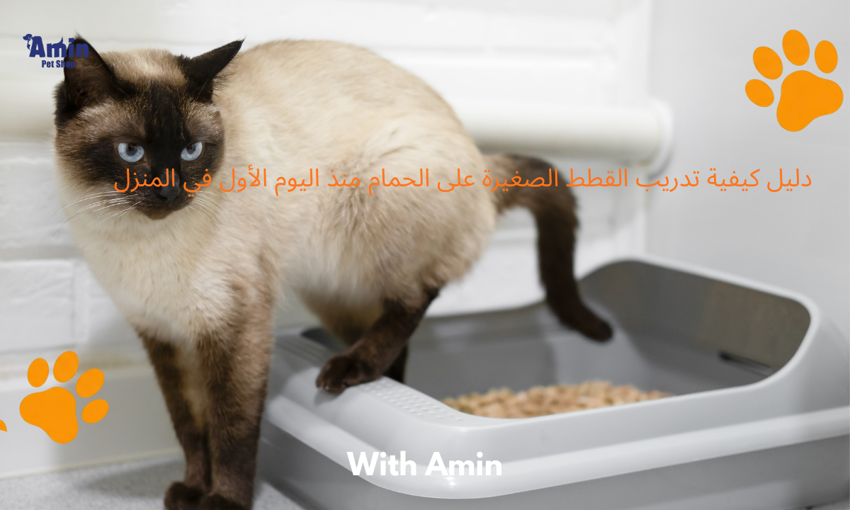دليل كيفية تدريب القطط الصغيرة على الحمام منذ اليوم الأول في المنزل