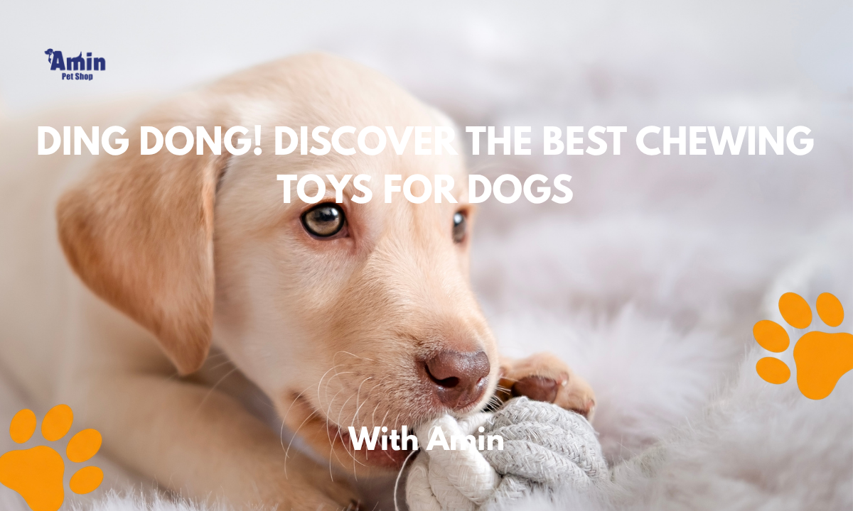 Ding Dong! Discover the Best Chewing Toys for Dogs