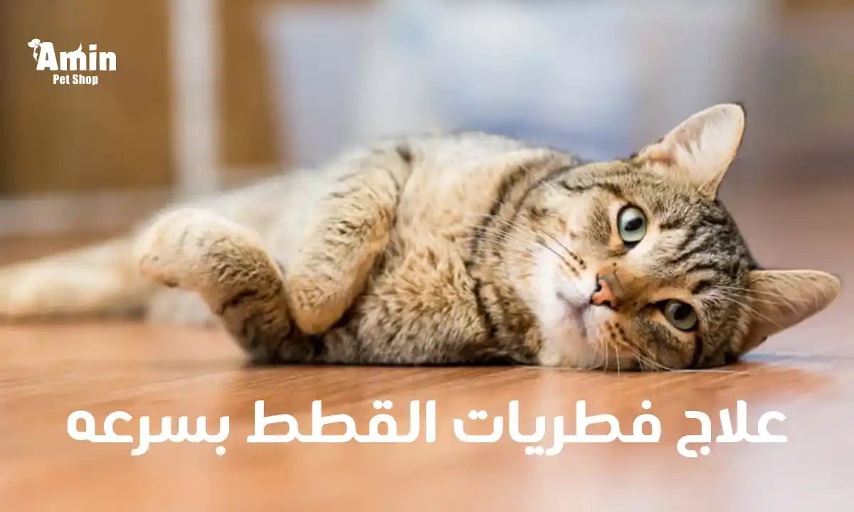 علاج فطريات القطط بسرعه