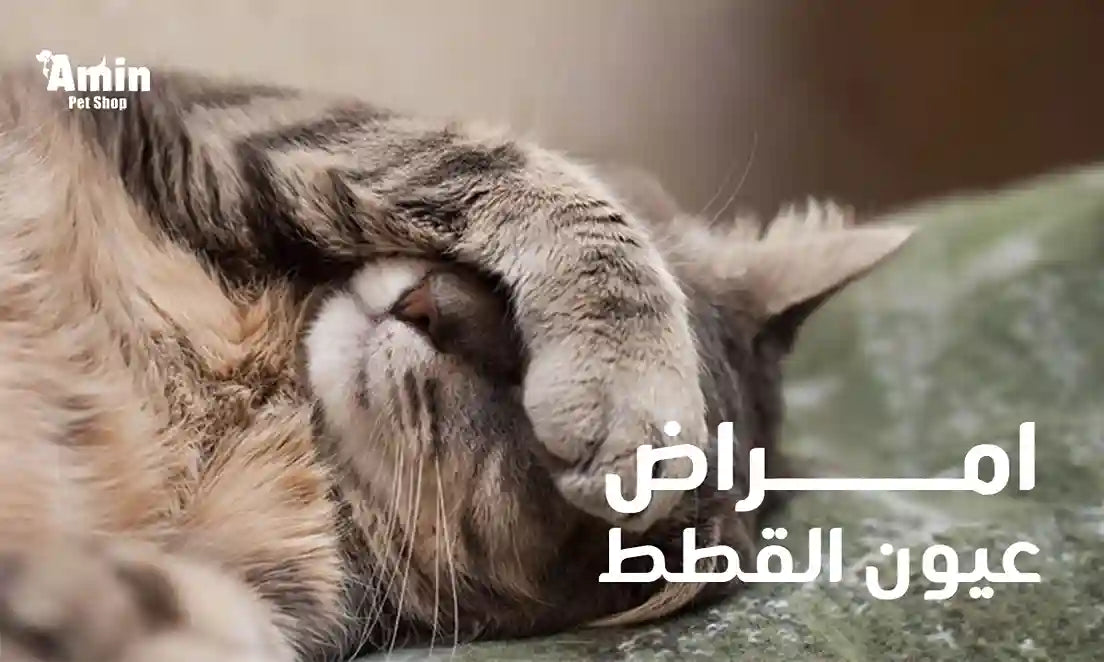 امراض عيون القطط الأسباب  والأعراض وطرق العلاج الفعّالة
