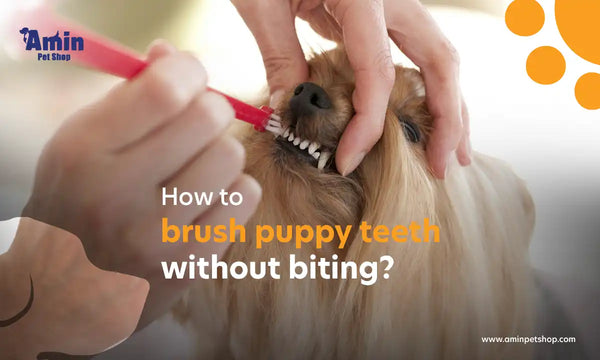 How to brush puppy teeth without biting?