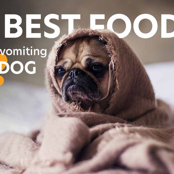 Best food for vomiting dog 6 Best meals ever