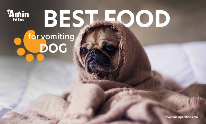Best food for vomiting dog