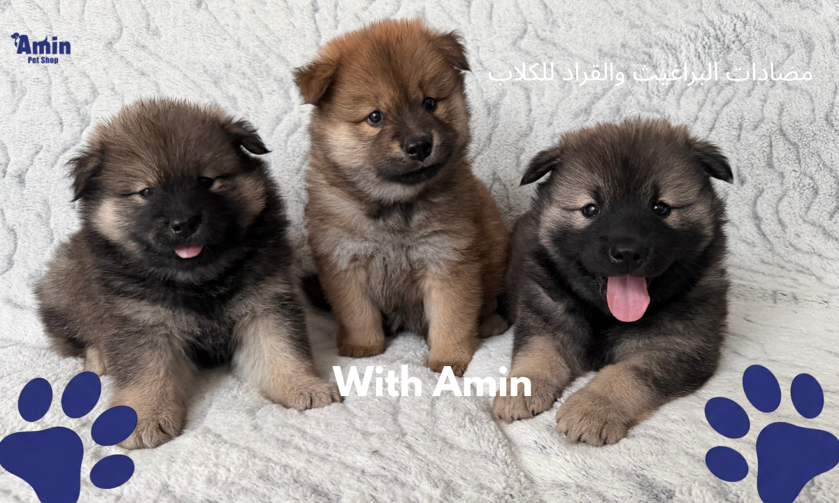 مضادات البراغيث والقراد للكلاب