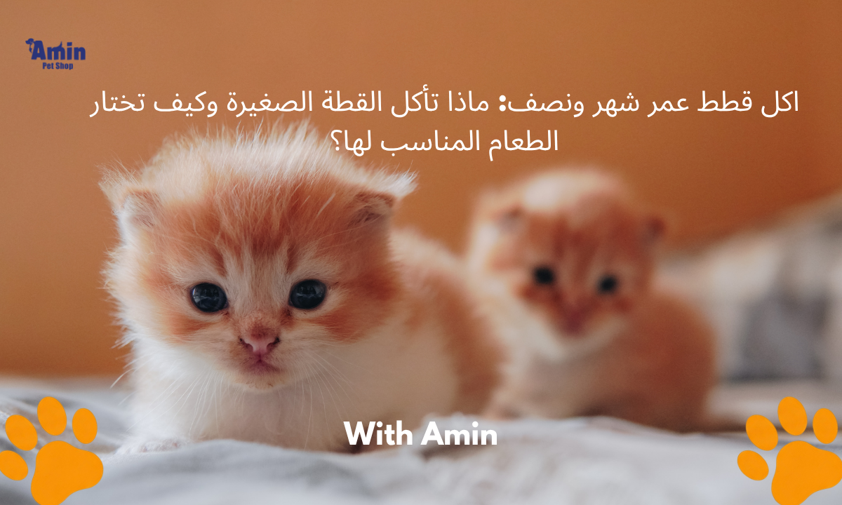 اكل القطط عمر شهر ونص