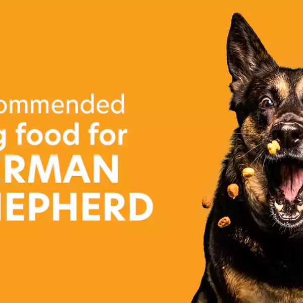 Best dog food for 5 month old german shepherd online
