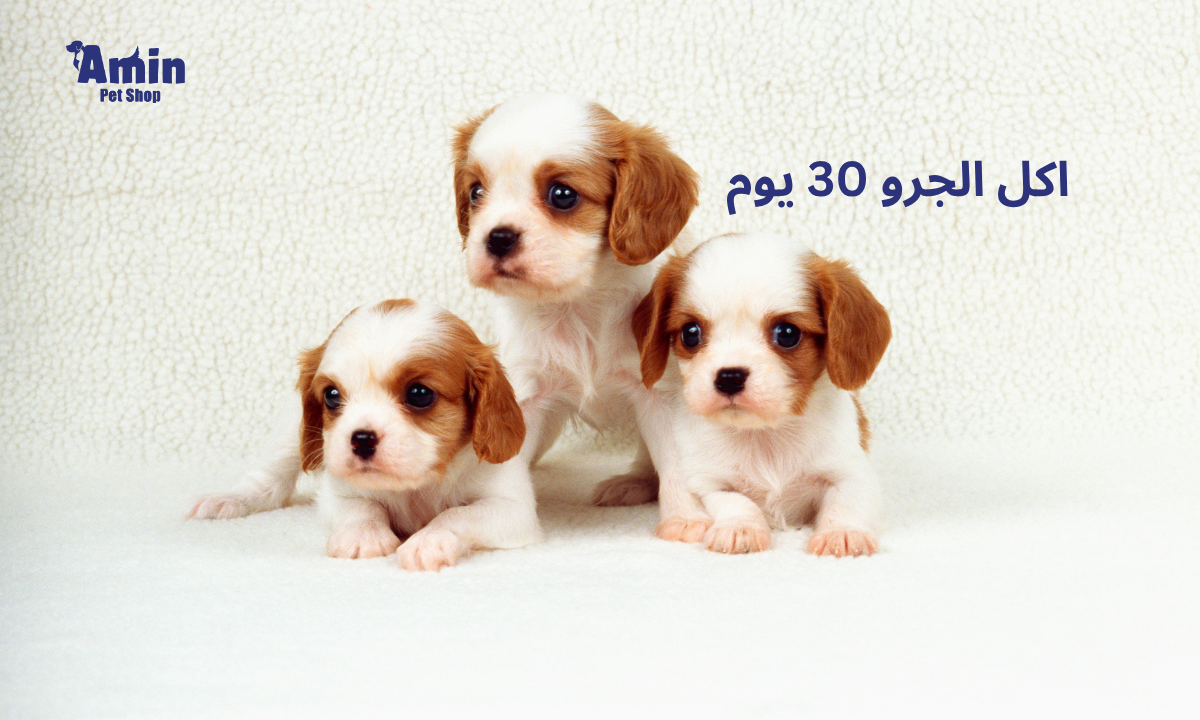 اكل الجرو 30 يوم