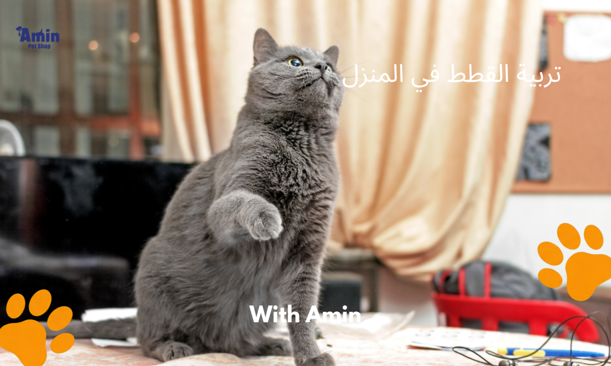 تربية القطط في المنزل