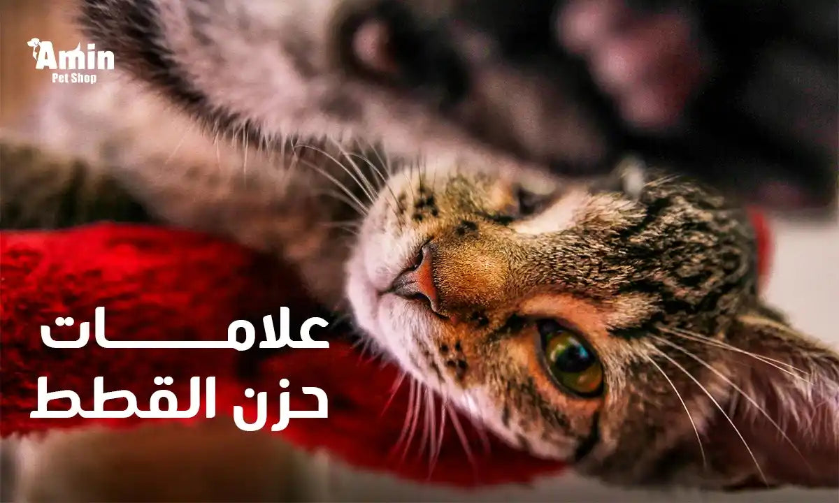 ما هي علامات حزن القطط ؟وكيف تساعد قطتك علي التخلص منها 