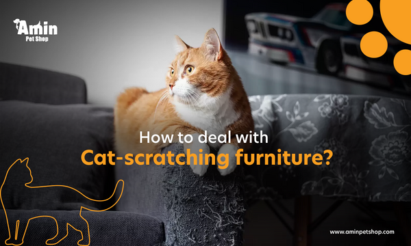How to deal with cat scratching furniture?