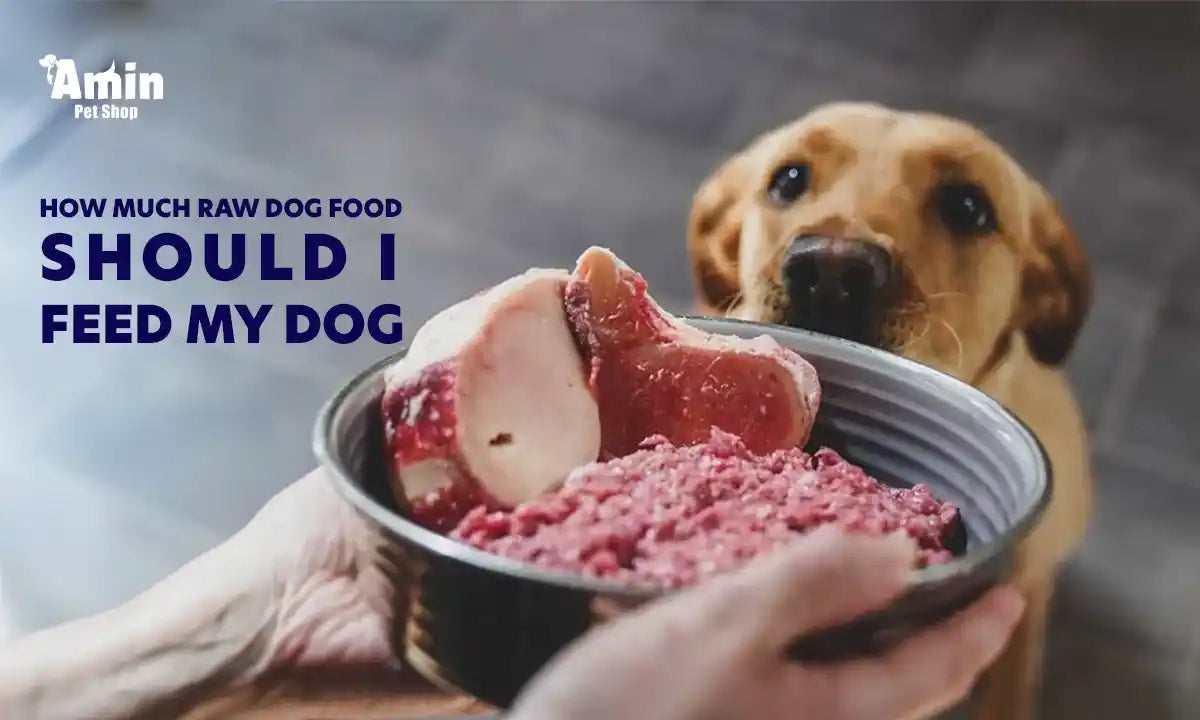 how much raw dog food should i feed my dog?