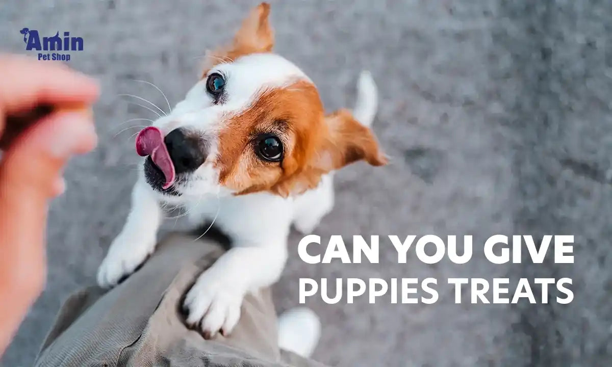 can you give puppies treats