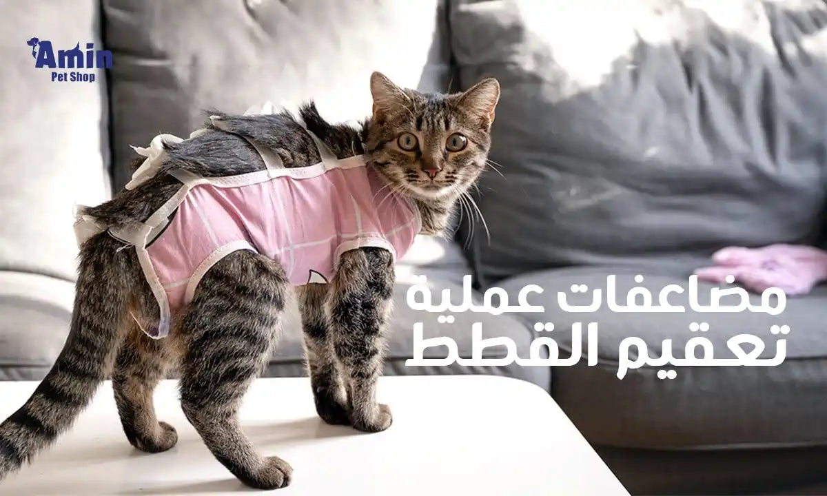 مضاعفات عملية تعقيم القطط