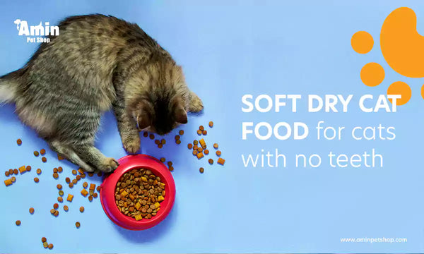 Soft dry cat food for cats with no teeth 