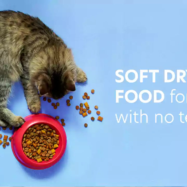 Best Soft Dry Cat Food for Cats With No Teeth Read More