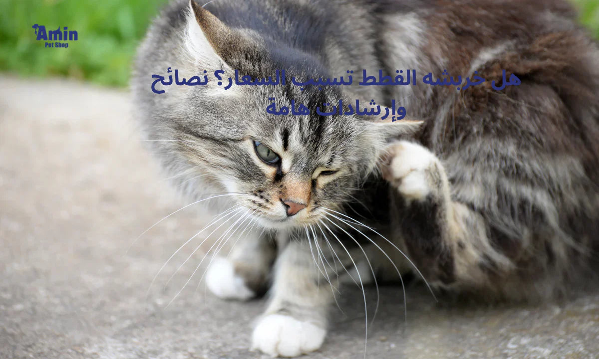 هل خربشه القطط تسبب السعار؟ نصائح وإرشادات هامة