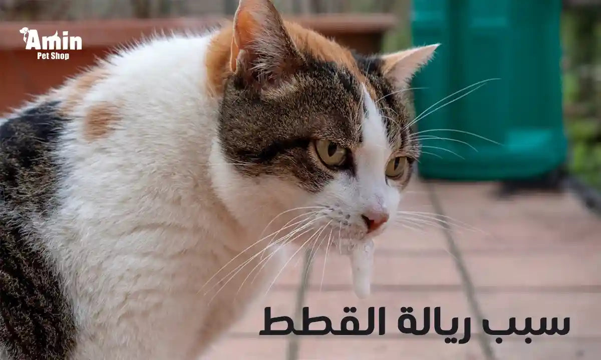 سبب ريالة القطط