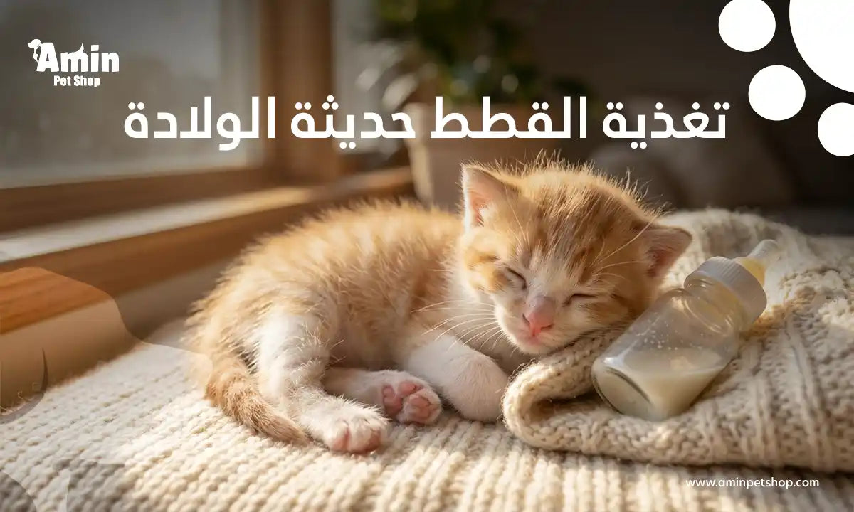 تغذية القطط حديثة الولادة