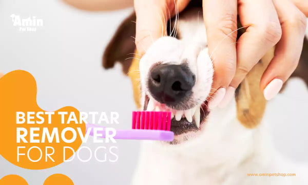 best tartar remover for dogs