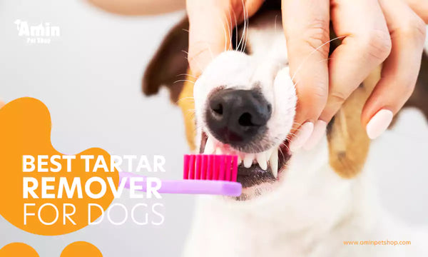 Best tartar remover for dogs To keep your dog healthy