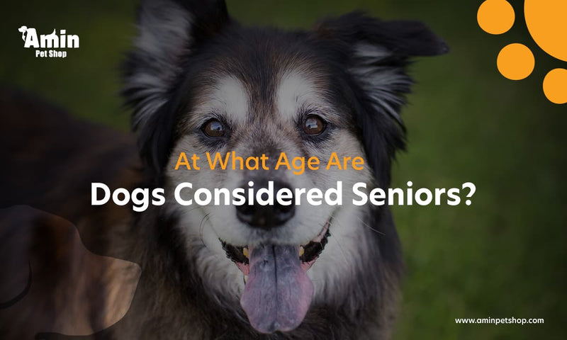 At What Age Are Dogs Considered Seniors?