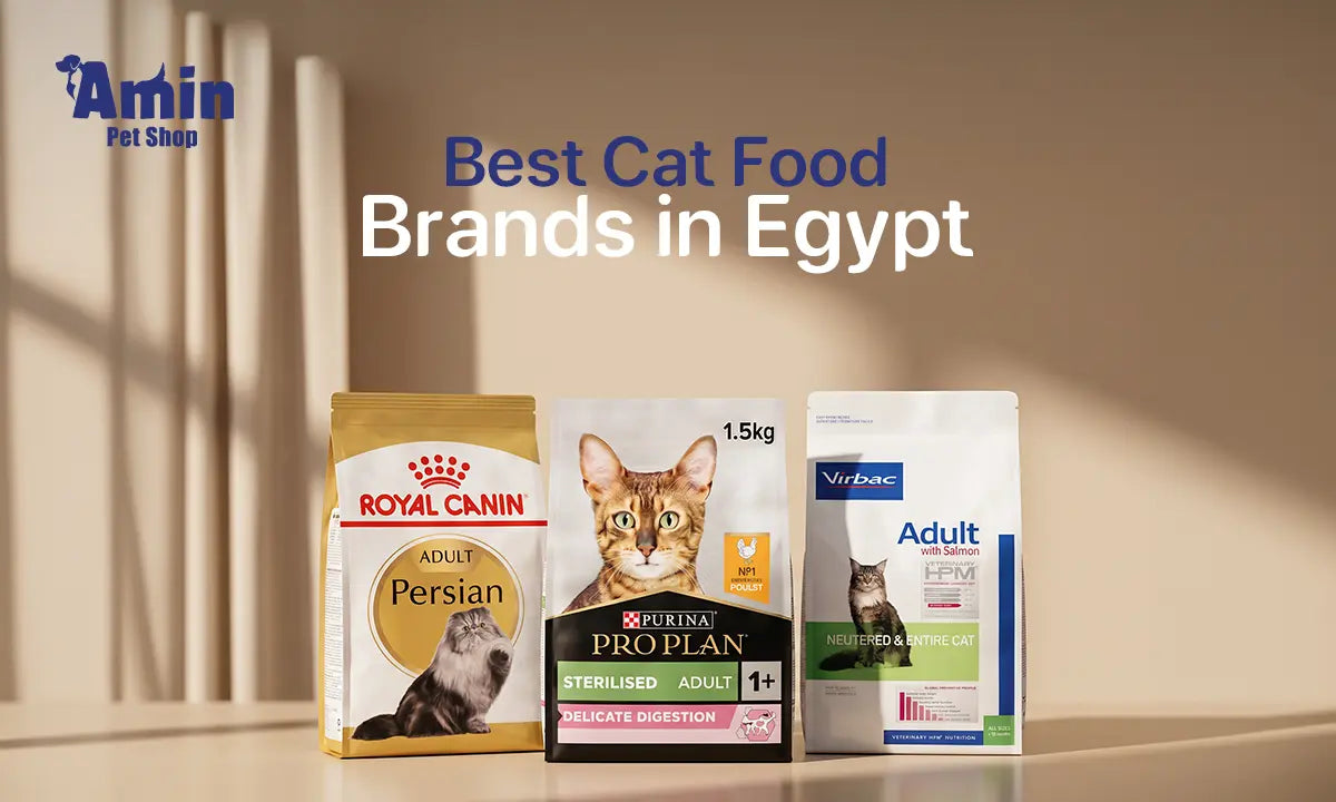 Best Cat Food Brands