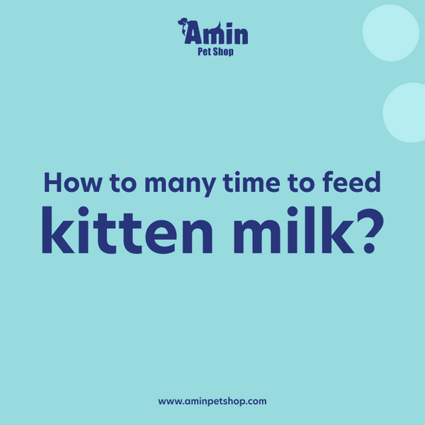 How many times feed kitten cheap
