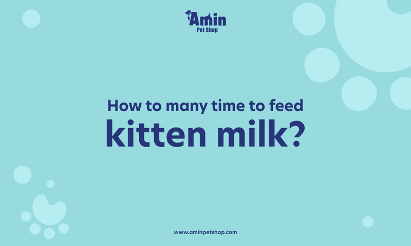 How many times to feed kitten milk?