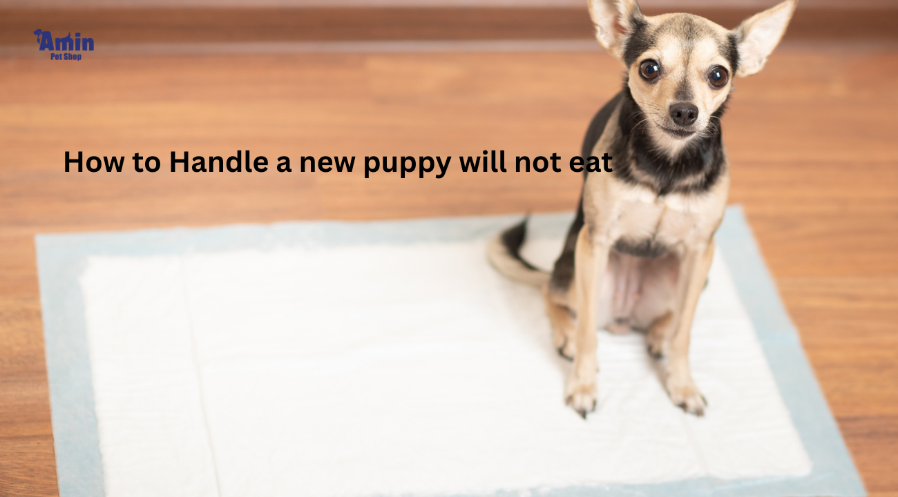 How to Handle a new puppy will not eat