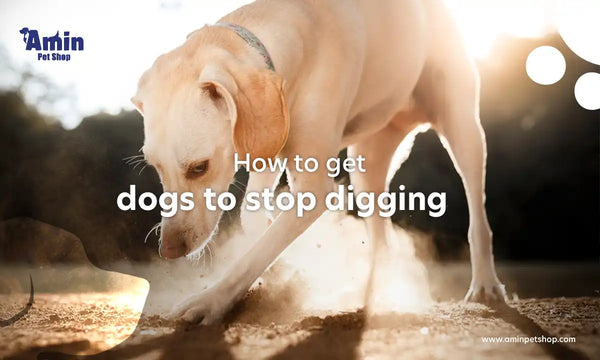 How to get dogs to stop digging?