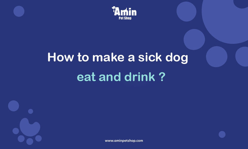 How to make a sick dog eat and drink